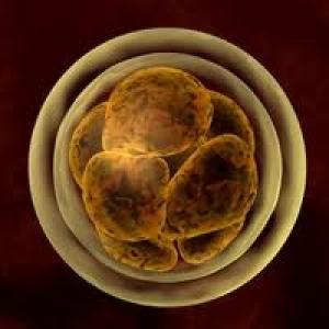 tüp bebek embriyo transferi